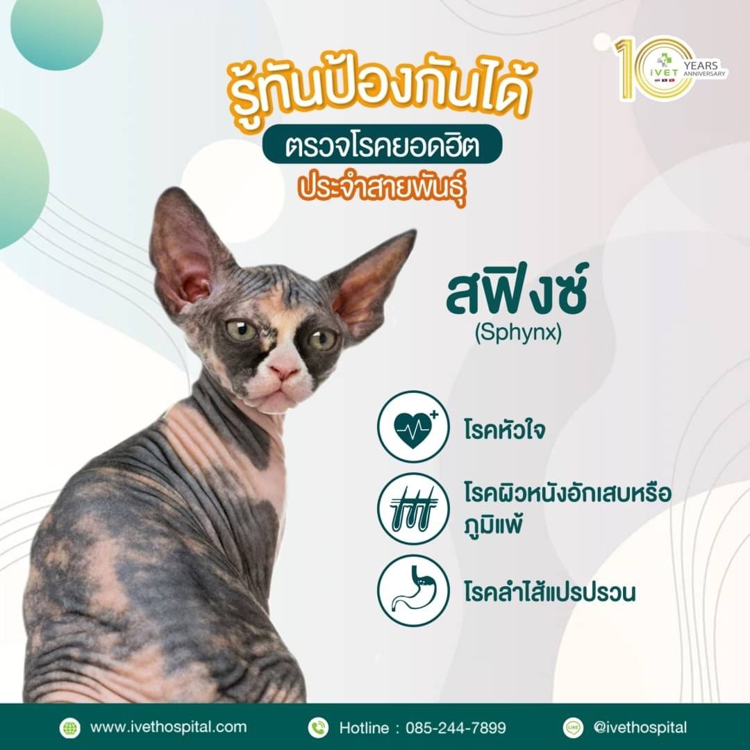 สายพันธุ์ สฟิงซ์ สายพันธุ์ สฟิงซ์